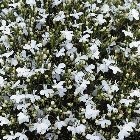 Lobelia Snowball Flower Seeds