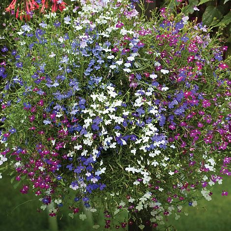 Lobelia (Trailing) Rainbow Cascade Mixed Flower Seeds