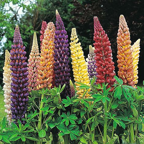 Lupin Band of Nobles Mixed Flower Seeds