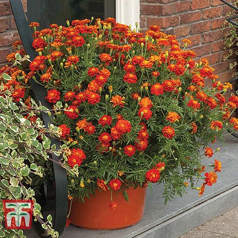 marigold fireball seeds Marigold Firebird Flower Seeds