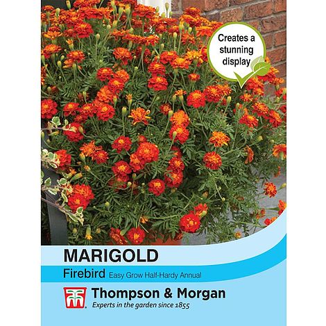 Marigold Firebird Flower Seeds