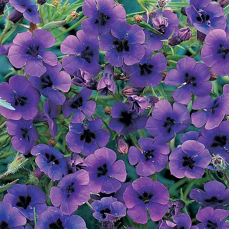 Monopsis Regal Purple Flower Seeds