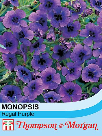 Monopsis Regal Purple Flower Seeds