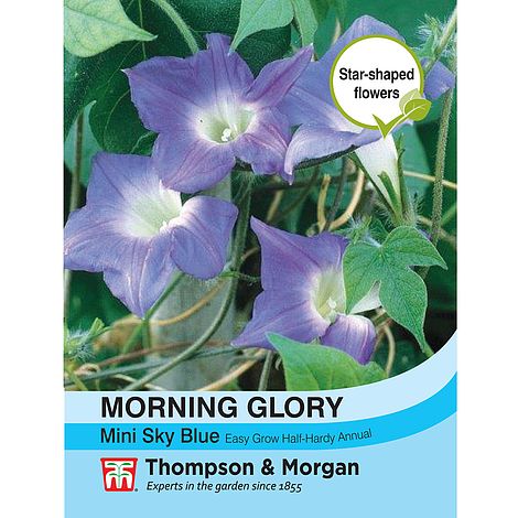 Morning Glory Mini Sky Blue Flower Seeds