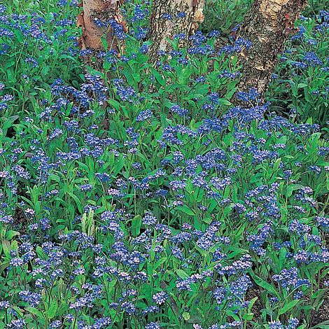 Forget-me-not Royal Blue Improved Flower Seeds