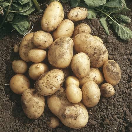 Maris Bard First Early Seed Potatoes 2kg