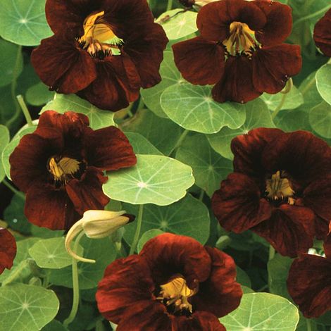 Nasturtium Black Velvet Flower Seeds