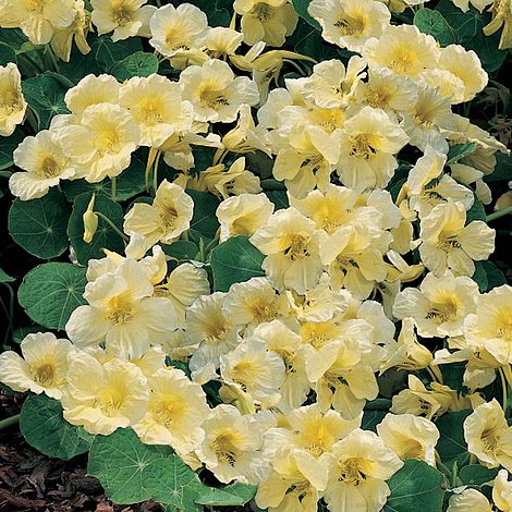 Nasturtium Milkmaid Flower Seeds