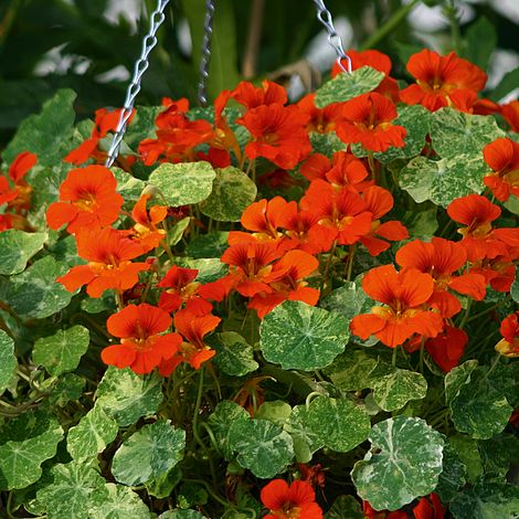 Nasturtium Orange Troika Flower Seeds