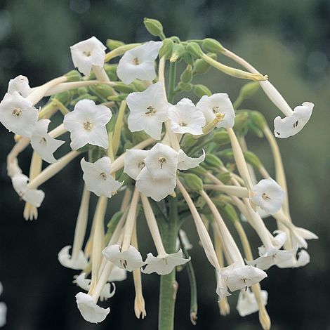 Nicotiana Sylvestris Flower Seeds