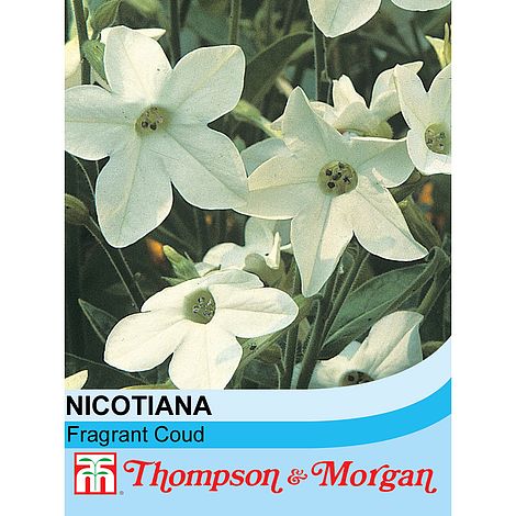 Nicotiana Fragrant Cloud Flower Seeds