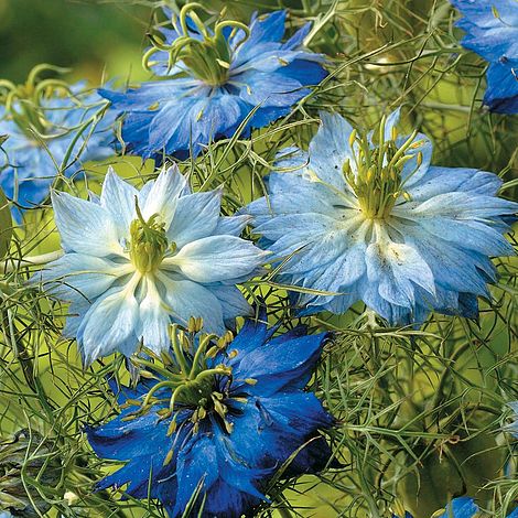 Nigella Moody Blues Flower Seeds