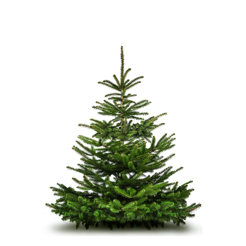 Nordmann Fir Christmas Tree BARGAIN 5-7ft