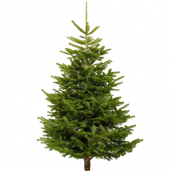 Nordmann Christmas Tree PREMIUM 3-4ft