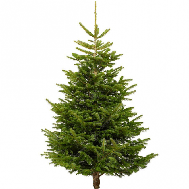 Nordmann Christmas Tree Premium 5-6ft | Cornwall Garden Shop | UK