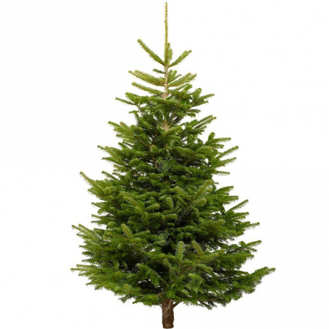 Nordmann Christmas Tree Premium 7-8ft | Cornwall Garden Shop | UK