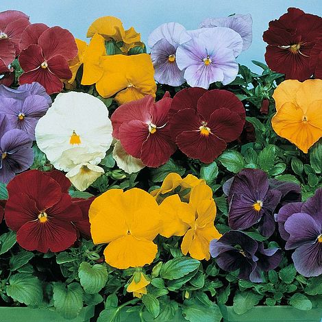 Pansy Clear Crystal Mixed Flower Seeds