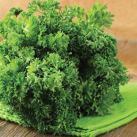 Parsley Lisette Herb Seeds