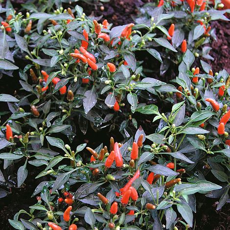 Pepper Chilli Demon Red Vegetable Seeds