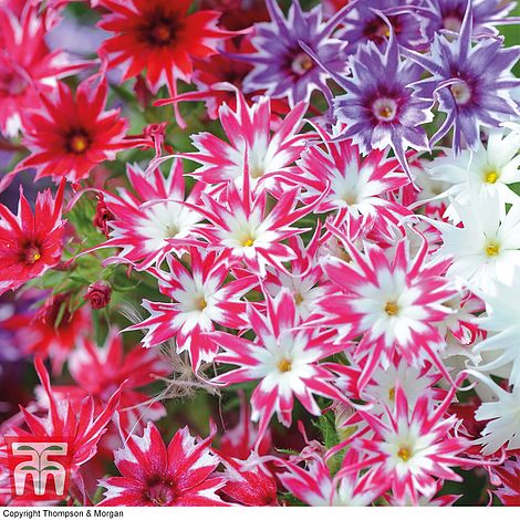 Phlox Popstars Flower Seeds