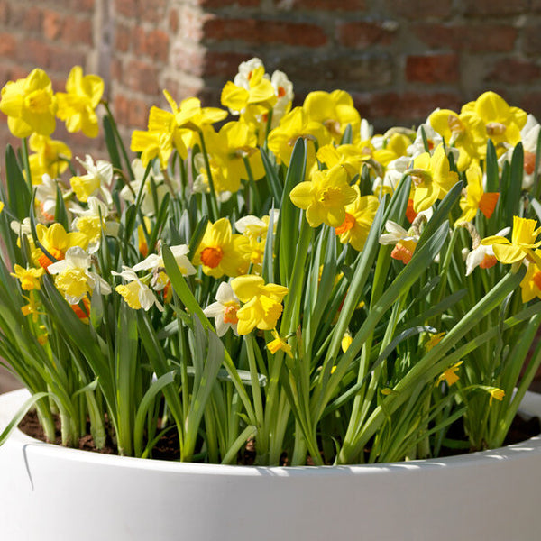 Narcissi Natural Mixed 5kg