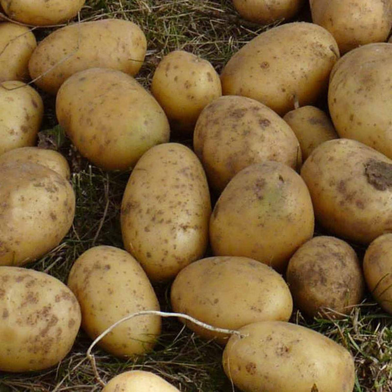 Nicola Second Early Seed Potatoes 2kg