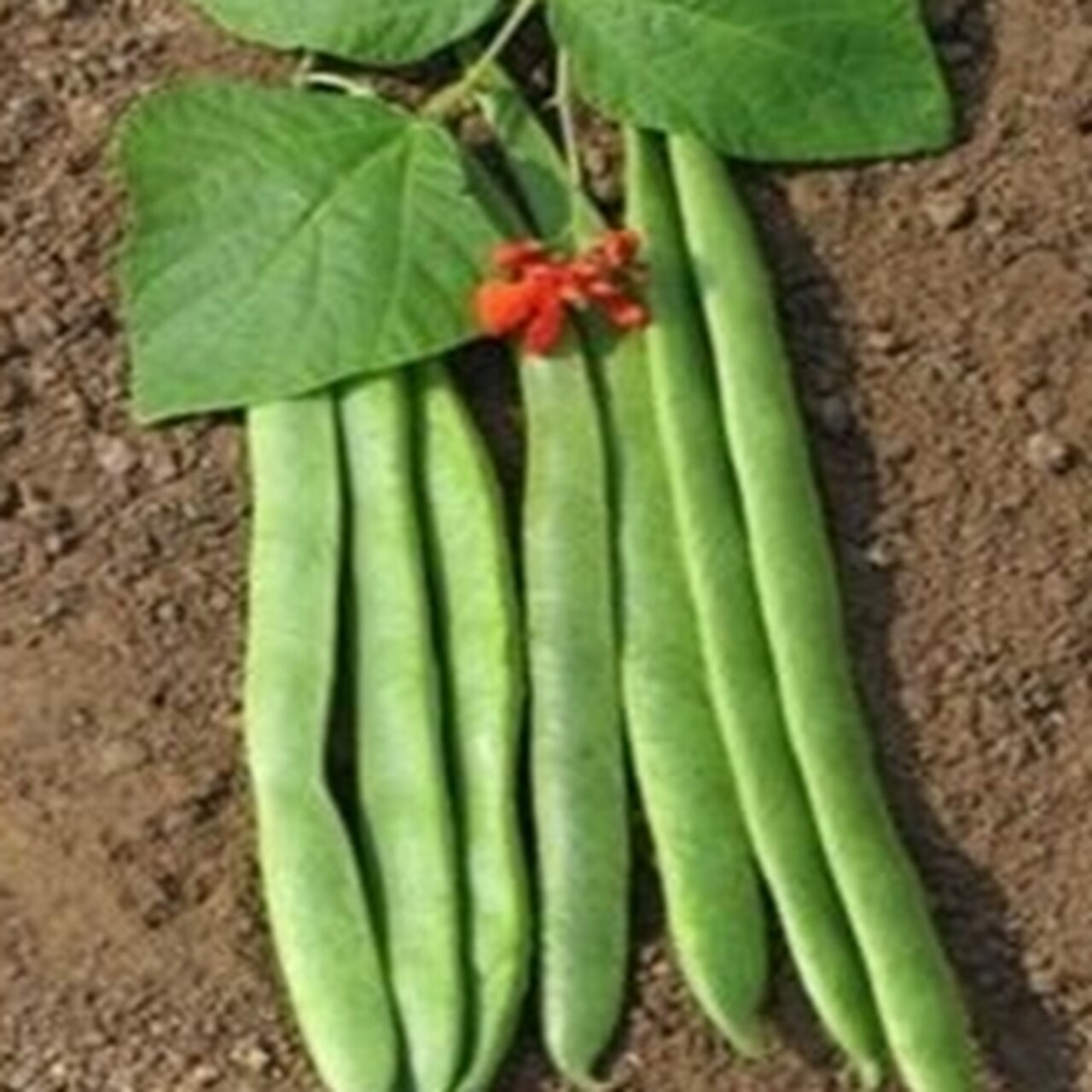 Runner Bean Achievement Seeds
