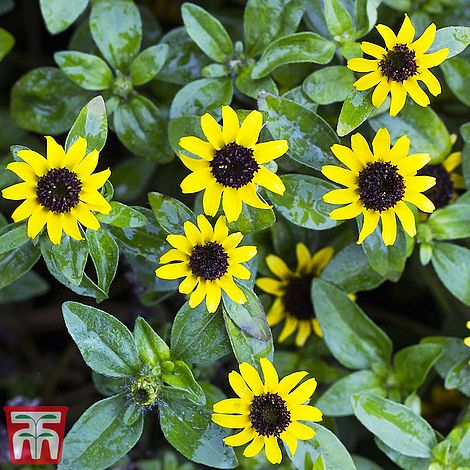 Sanvitalia Procumbens Yellow with Black Eye Flower Seeds