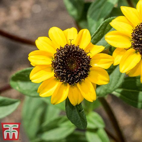 Sanvitalia Procumbens Yellow with Black Eye Flower Seeds