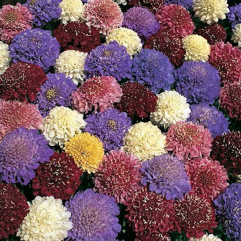 Scabiosa Dwarf Double Mixed Flower Seeds