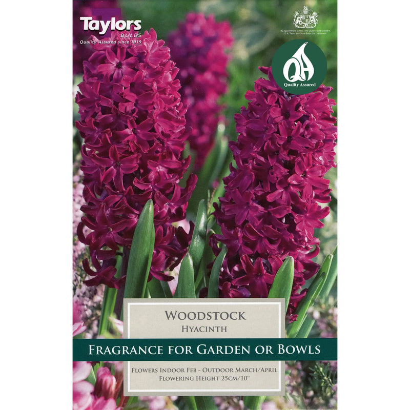 Hyacinth Woodstock