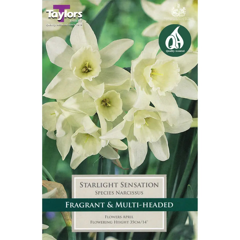 Narcissi 'Starlight Sensation' Bulbs