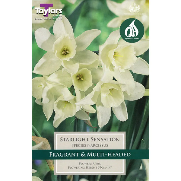 Narcissi Starlight Sensation