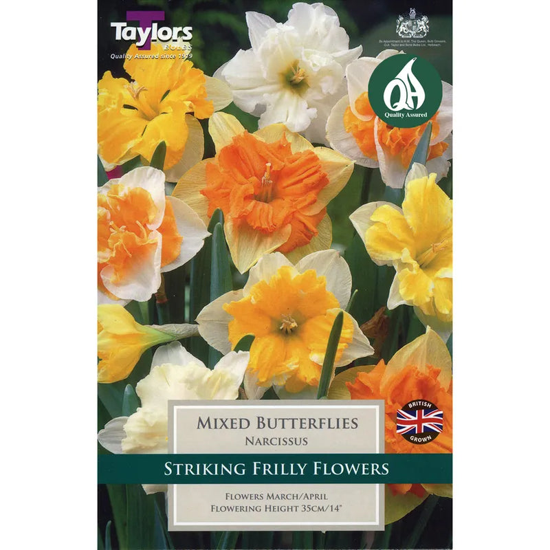 Narcissi Mixed Butterflies