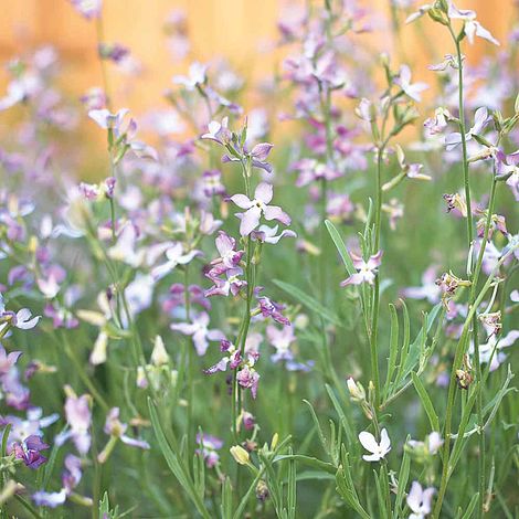 Night Scented Stock Flower Seeds