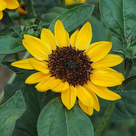 Sunflower Tanja F1 Hybrid Flower Seeds