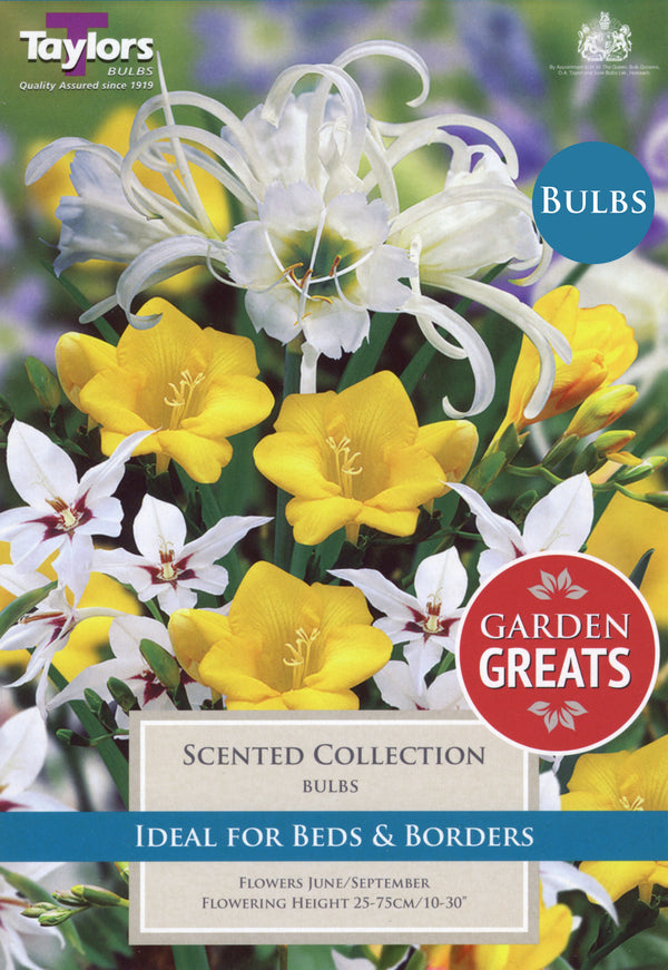 Scented Collection (50 Pack)
