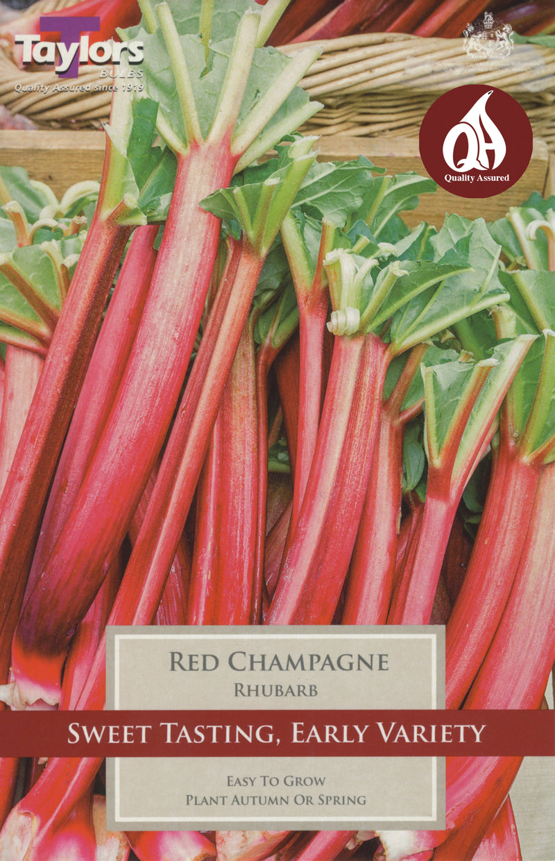 Rhubarb Red Champagne (Single Pack)