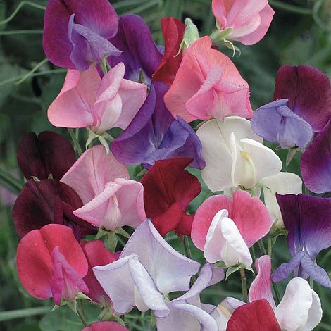 Sweet Pea Heirloom Bicolour Mix Flower Seeds