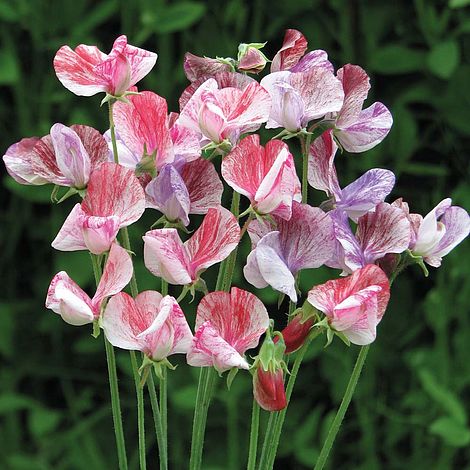 Sweet Pea Statesman Mixed