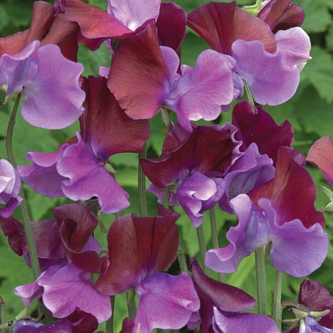 Sweet Pea Purple Pimpernel Flower Seeds