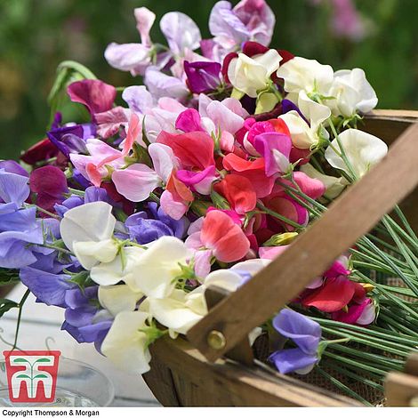 Sweet Pea Top to Bottom Flower Seeds