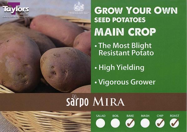 Sarpo Mira Main Crop Seed Potatoes 2kg