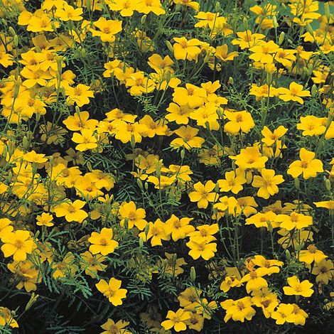 Tagetes Lemon Gem Flower Seeds