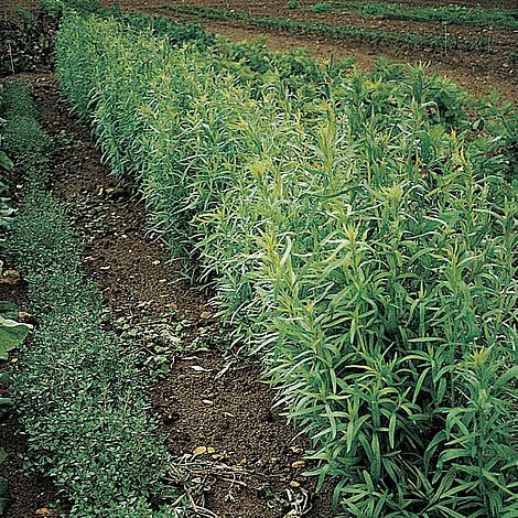 Tarragon Russian Herb Seeds