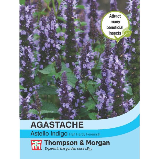 Agastache Astello Indigo Flower Seeds