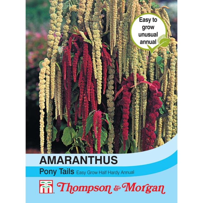 Amaranthus Pony Tails Flower Seeds