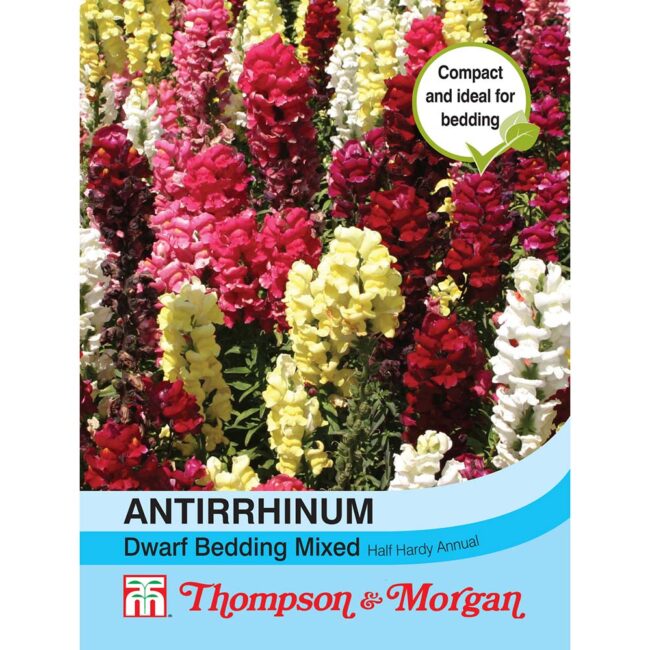 Antirrhinum Dwarf Bedding Mixed Flower Seeds
