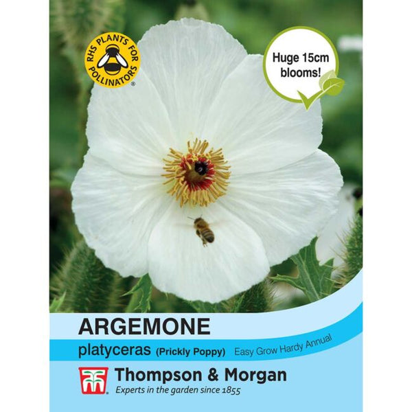 Argemone Platyceras Flower Seeds