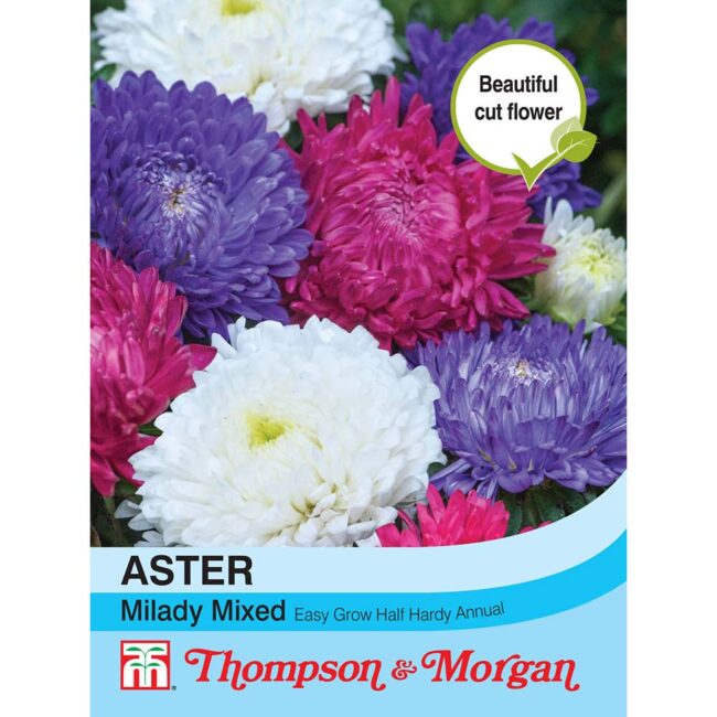 Aster Milady Mixed Flower Seeds